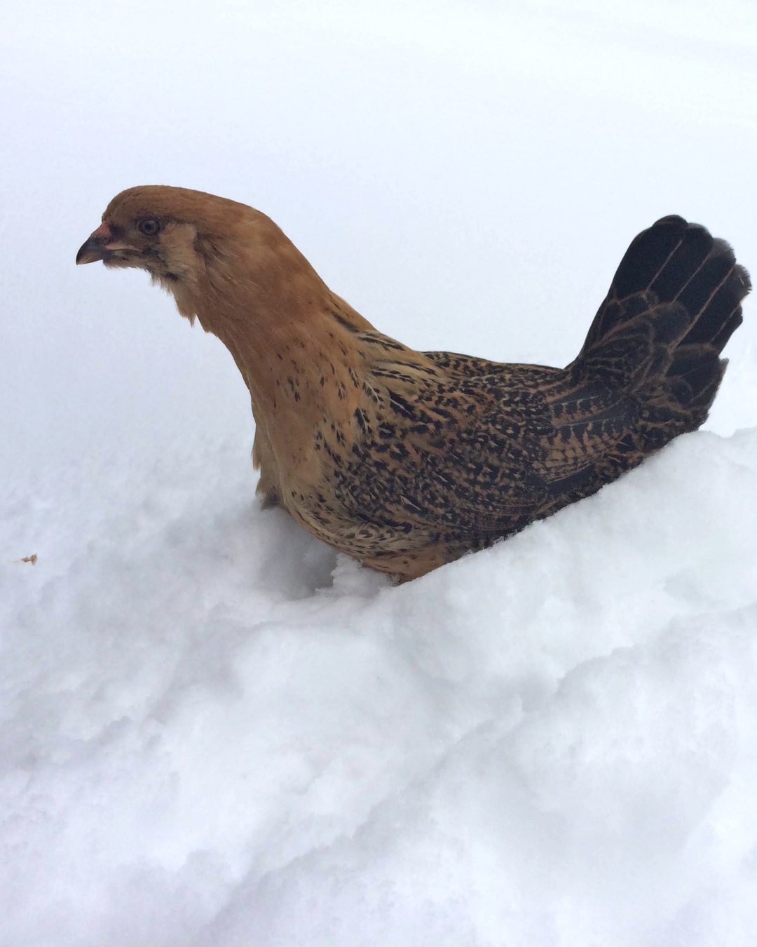 backyard-hens-ailments-ig-4