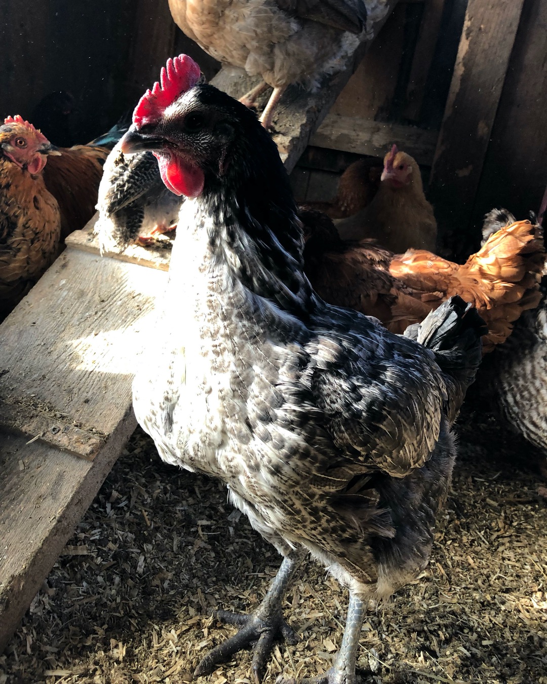 backyard-hens-ailments-ig-5