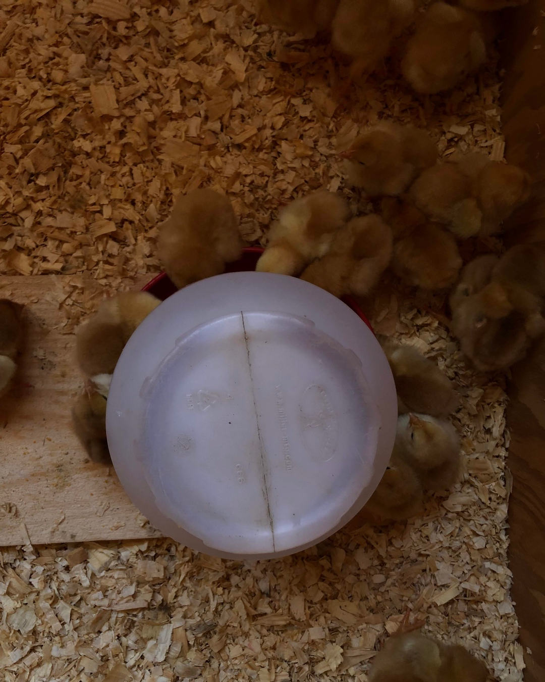 brooder-food-water