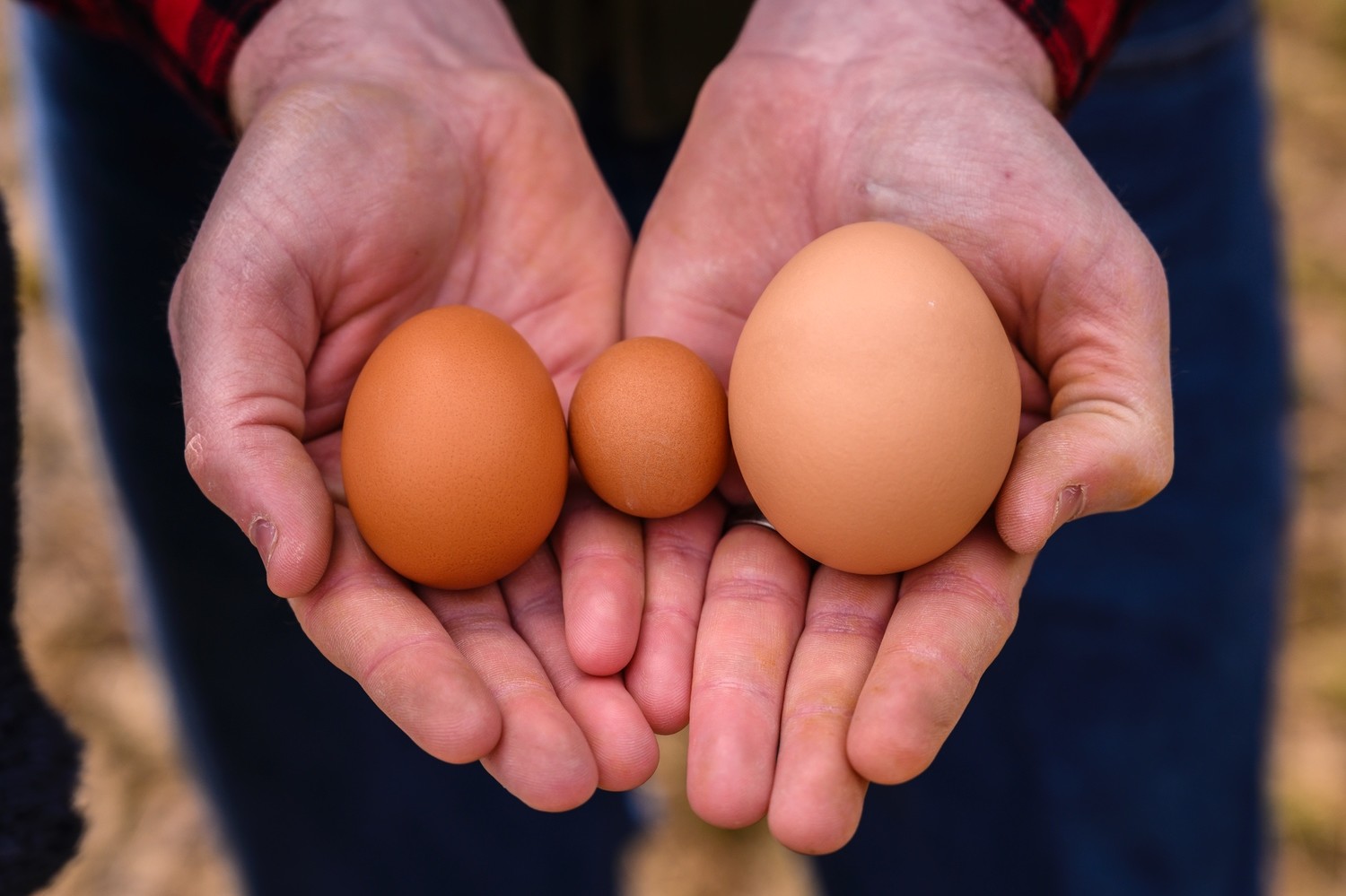 Man's hands holding three chicken eggs of varying sizes