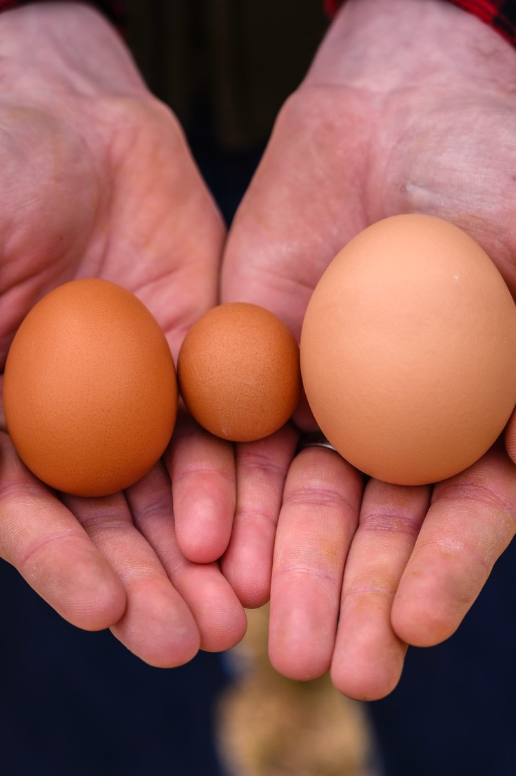 Man's hands holding three chicken eggs of varying sizes