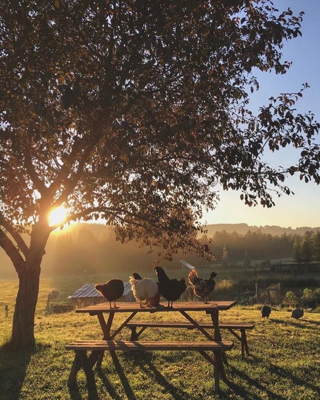 why-raise-backyard-chickens-ig-1