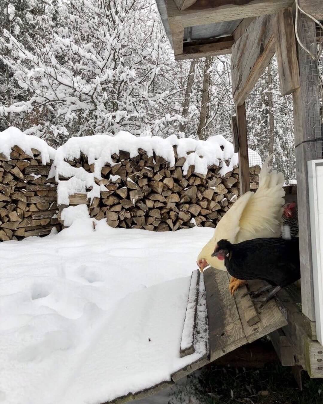 winter-hens-ig-3