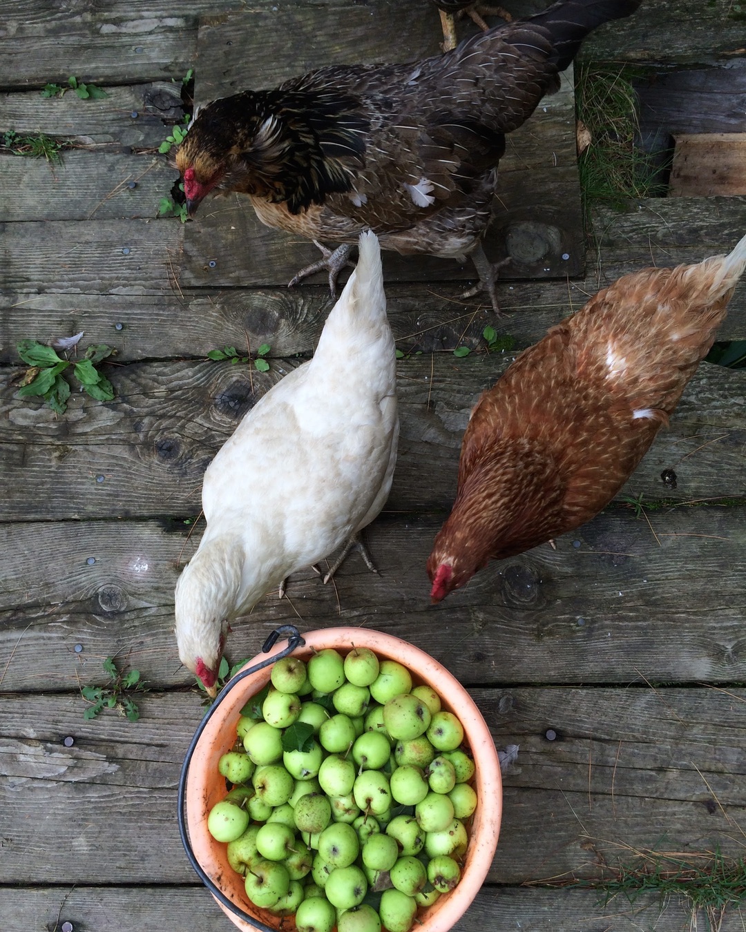 why-raise-backyard-chickens-ig-2