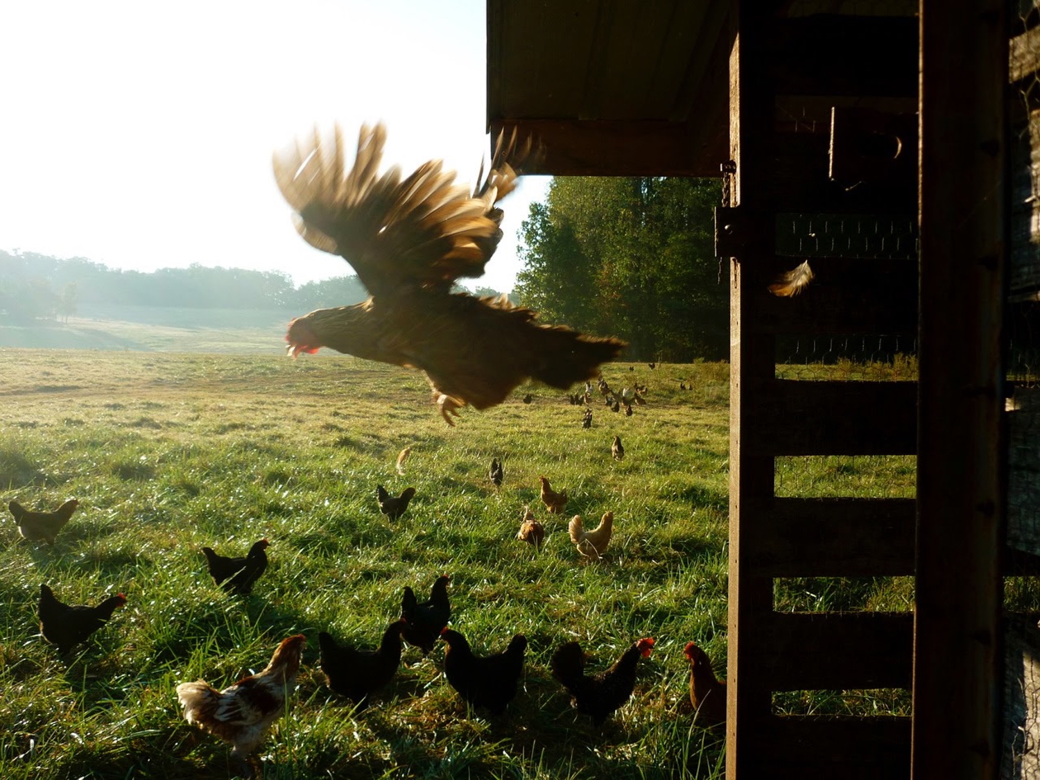 why-raise-backyard-chickens-web-2