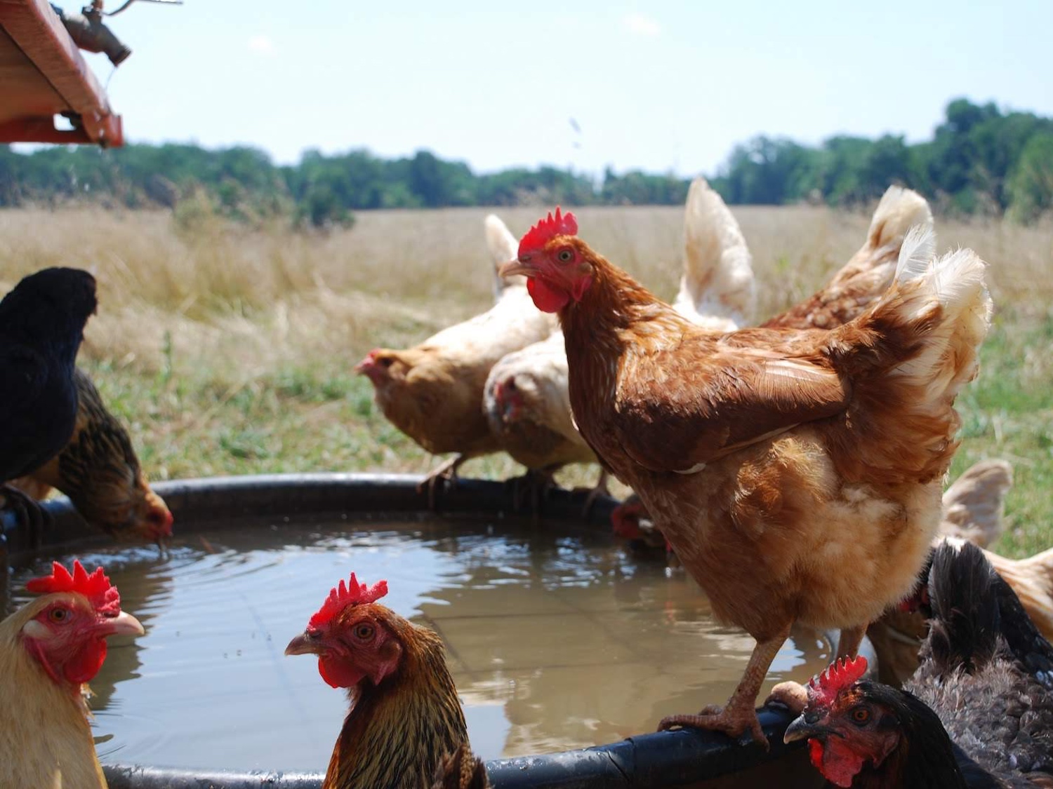 why-raise-backyard-chickens-web-3