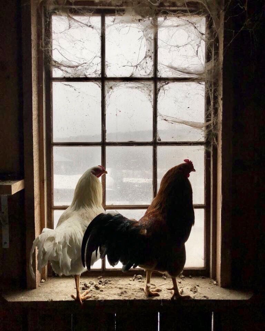 winter-hens-ig-1