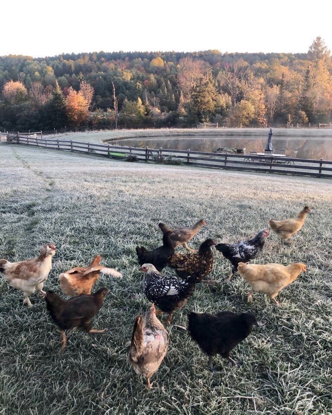 winter-hens-ig-2